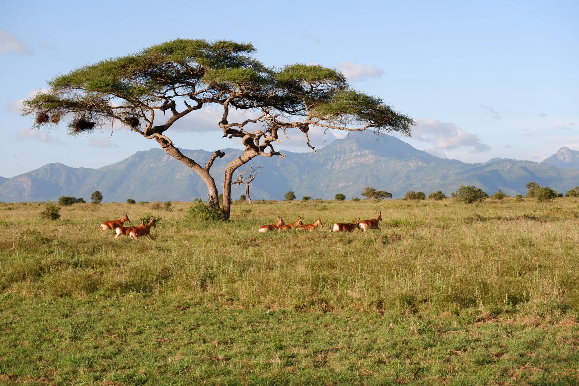 An acacia tree on the savanna with mountains beyond