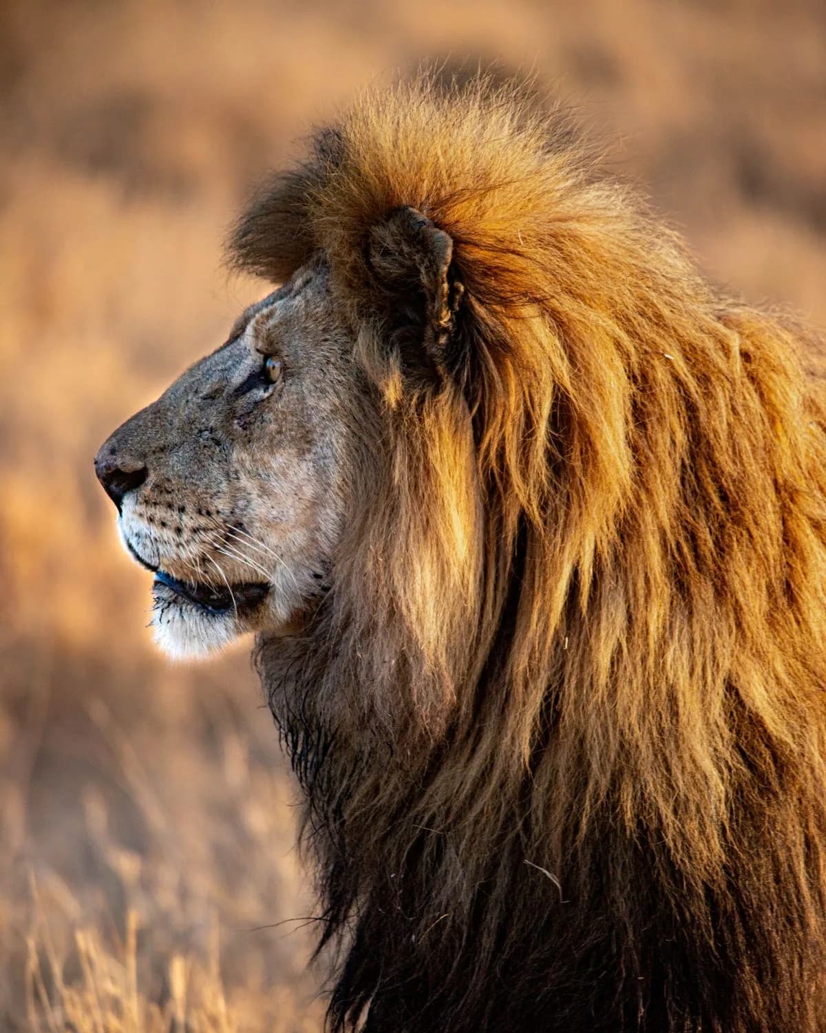 A male lion in profile in golden light